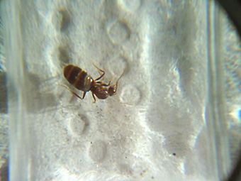 Paratrechina1?