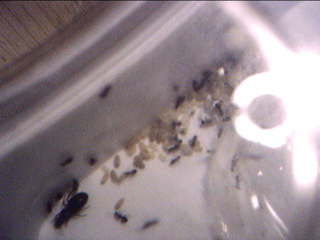 Lasius?