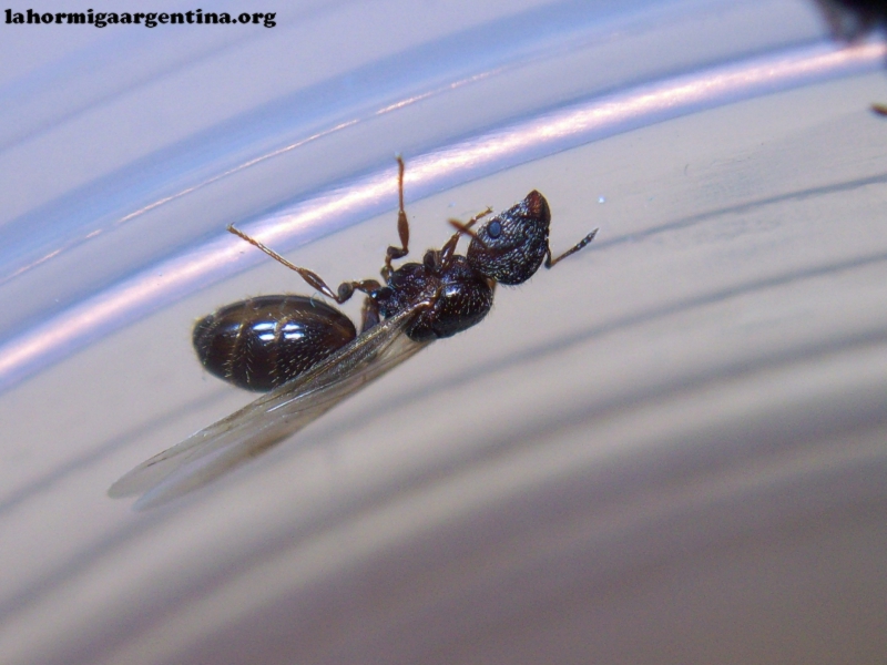 Tetras_?_22_Ene_18_2