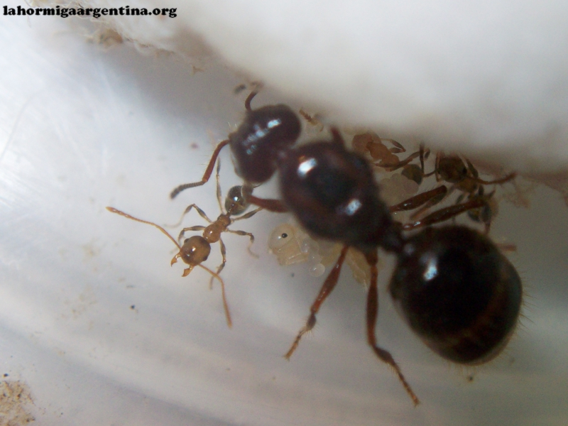 Pheidole_22_Mar_2