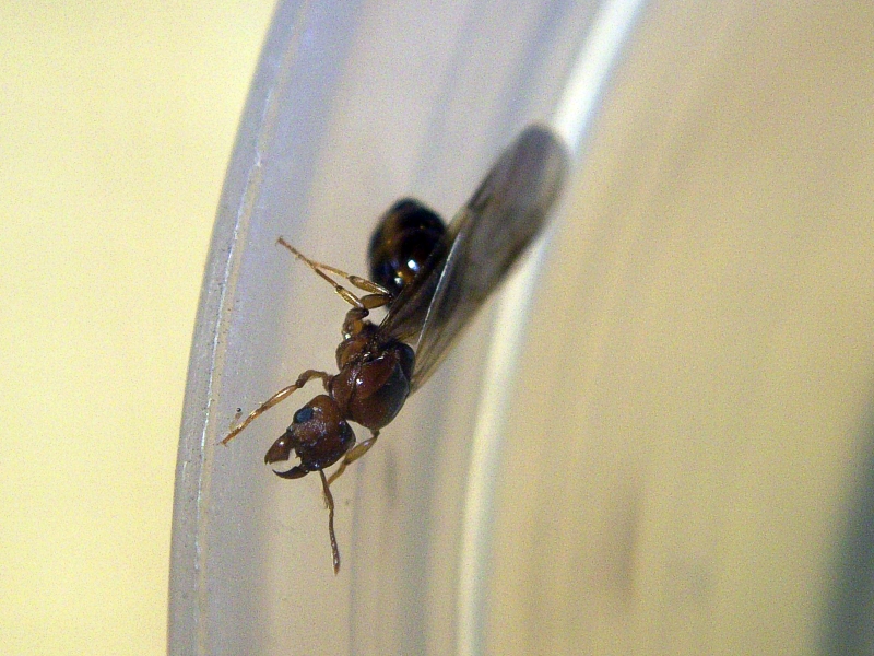 Pheidole_27_Nov_19_1