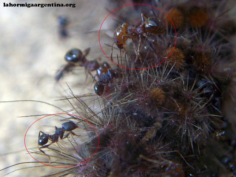 Pheidole_negra_2