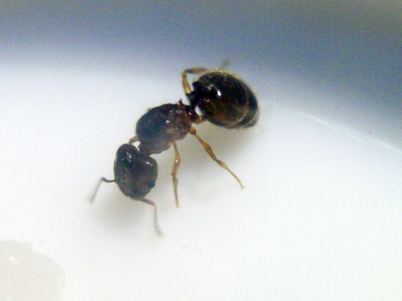 Pheidole_x_10_Feb_2