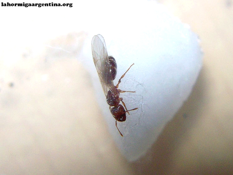 Pheidole x 8 Ene 17