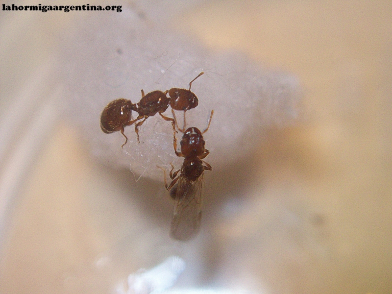 Pheidole_xz_1