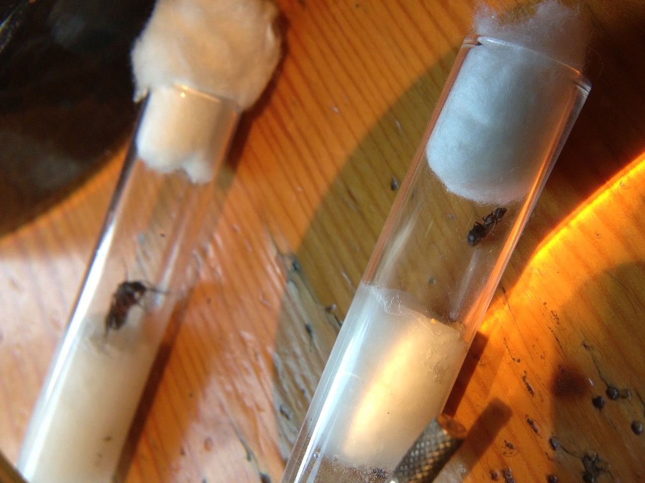 Pheloide sp.
