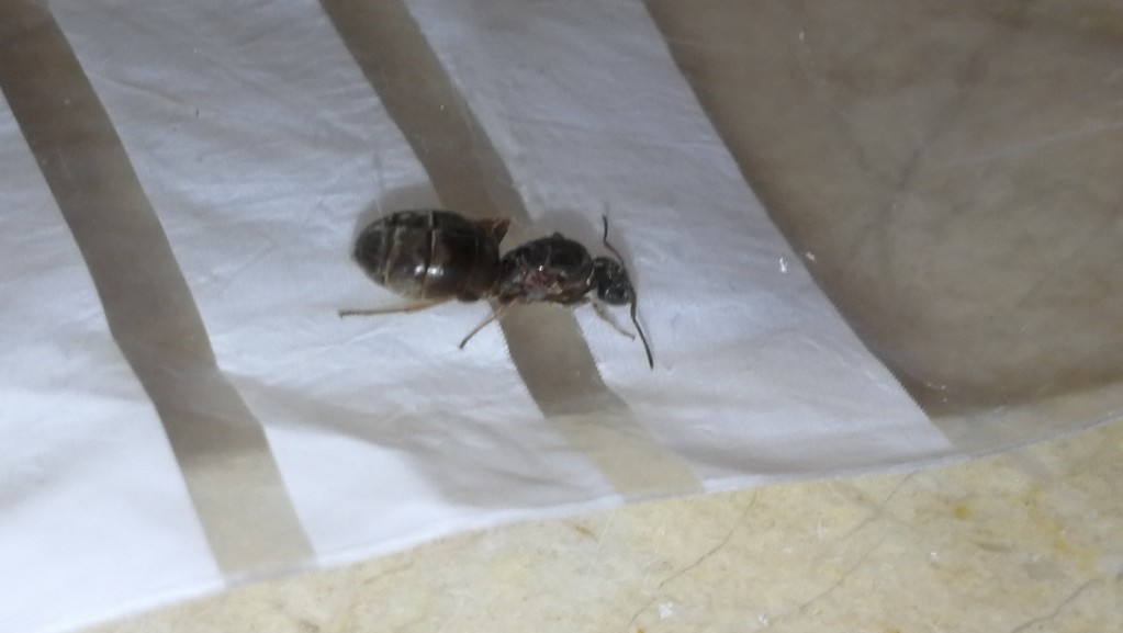 Lasius niger? Foto1