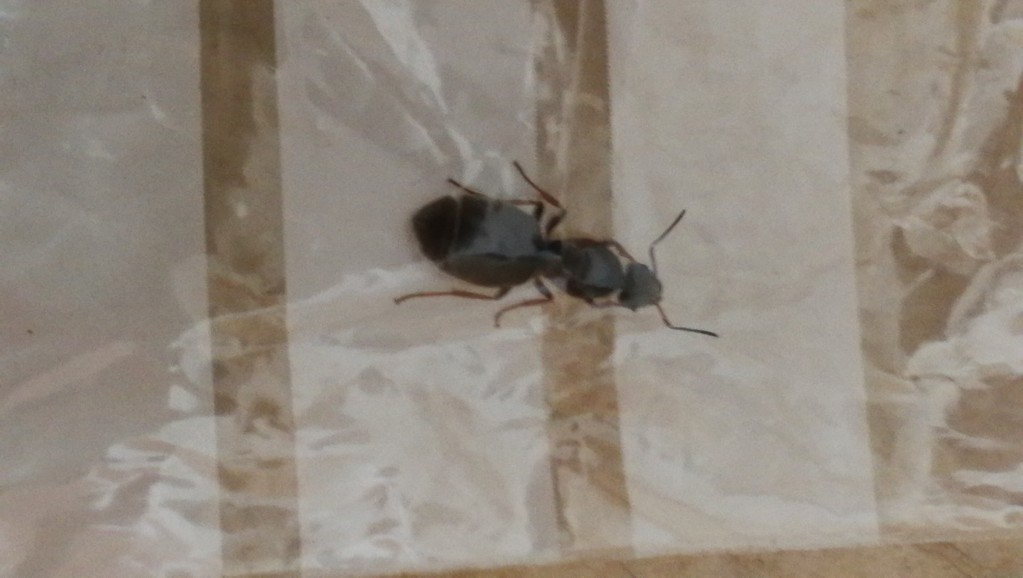 Lasius niger? Foto3