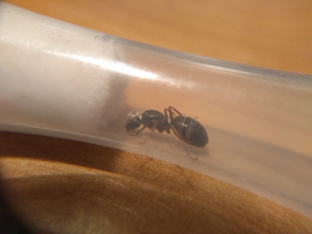 Identificar