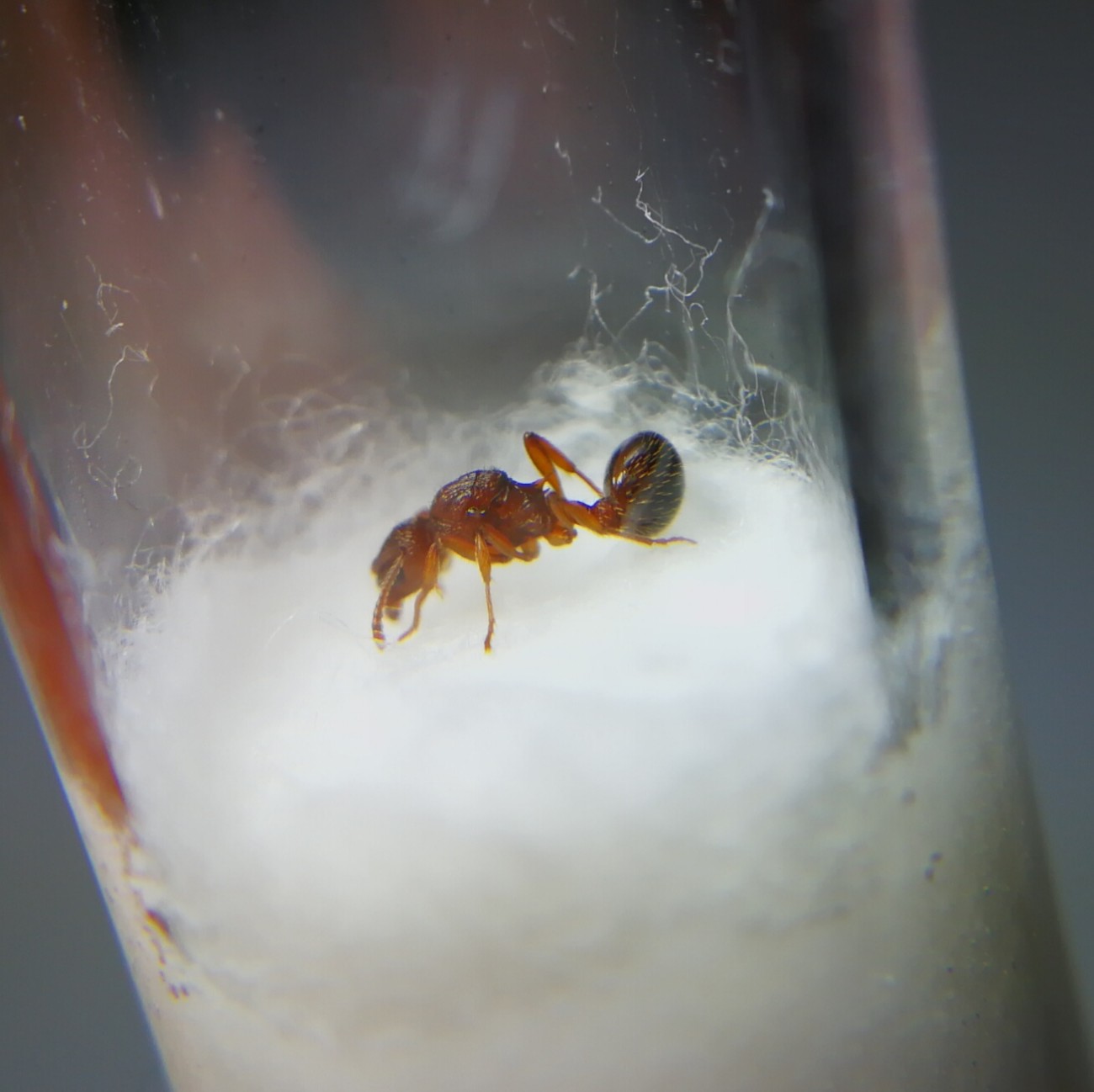 Myrmica? Foto2