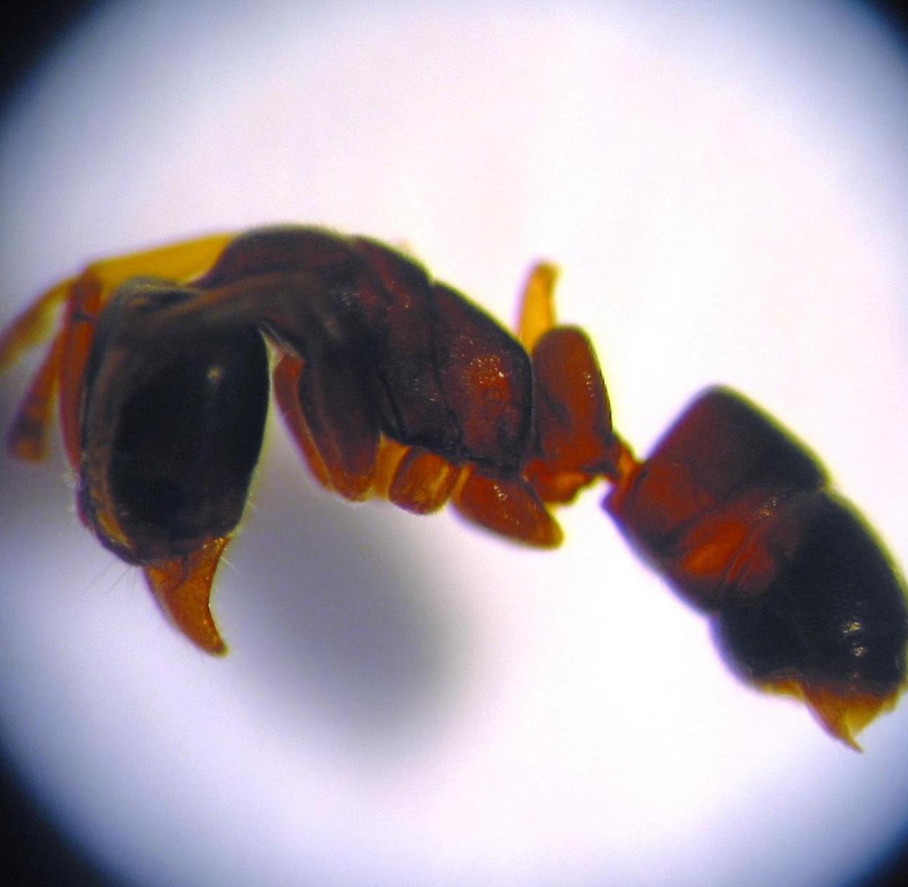 Ponera coaarctata3 2