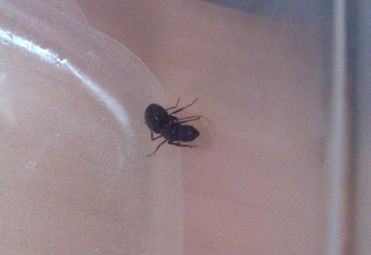 Posible Lasius 4