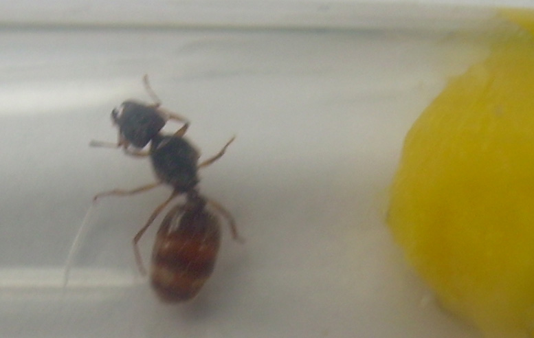Posible reina pheidole 3