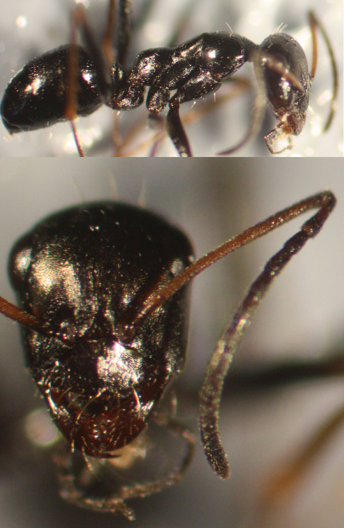 Proformica-Escorial