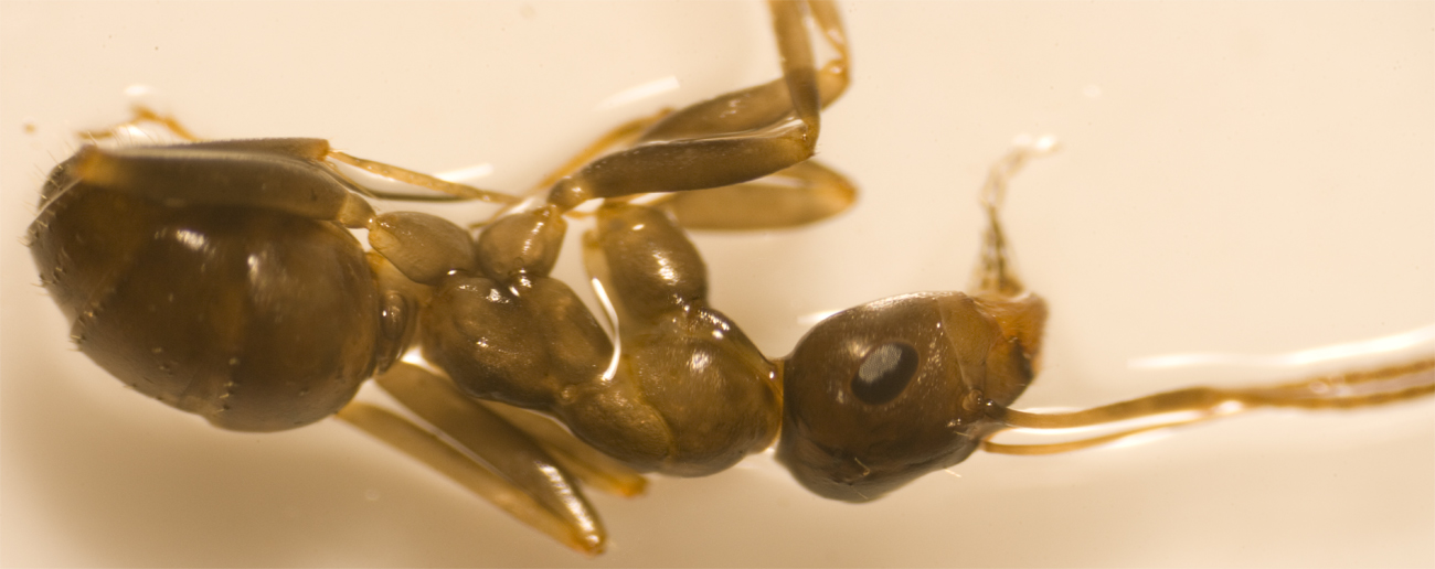 Proformica sp.