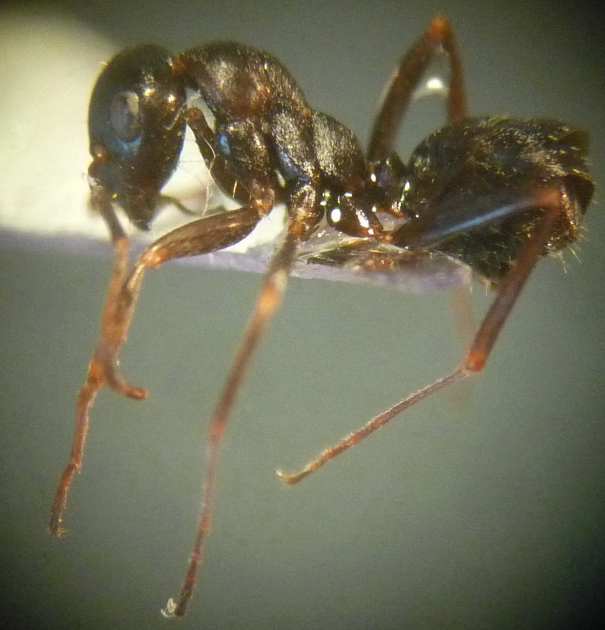 Proformica?