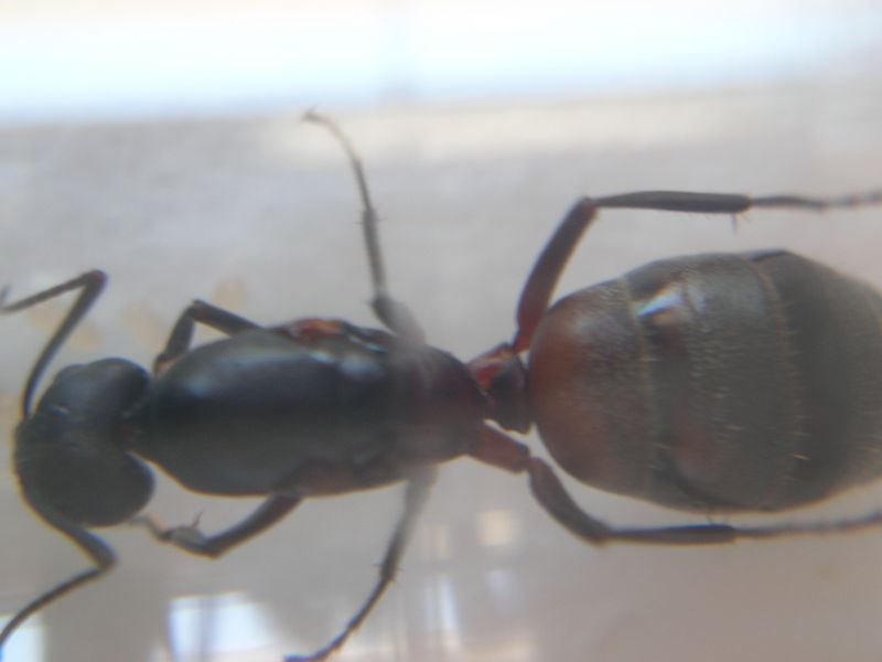 Reina 12 Camponotus Forrest