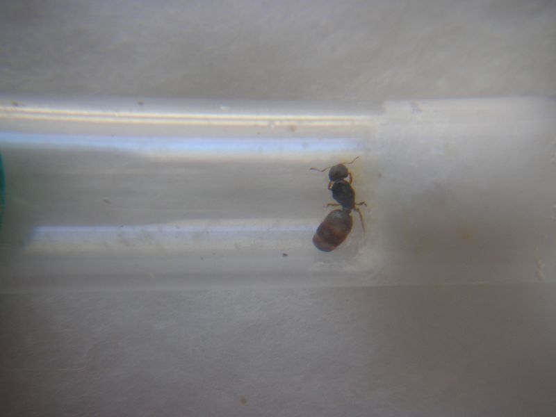 Reina 14 Pheidole pallidula Forrest