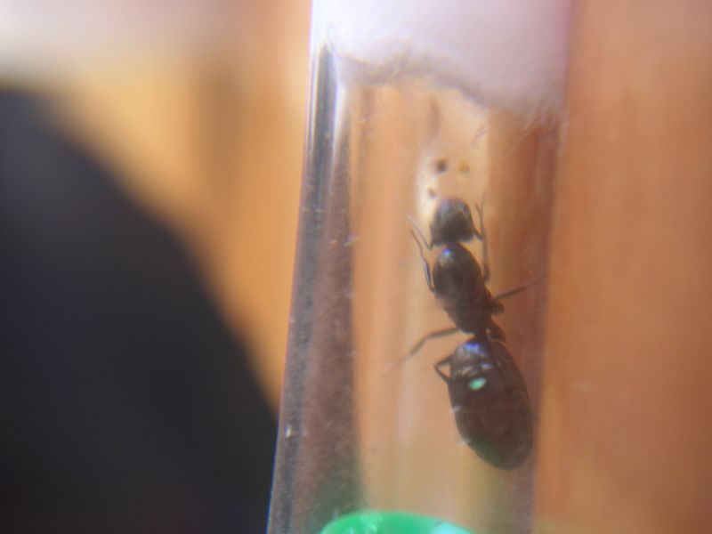 Reina 15 Camponotus Forrest