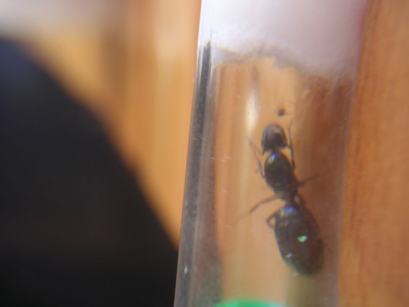 Reina 15 Camponotus Forrest