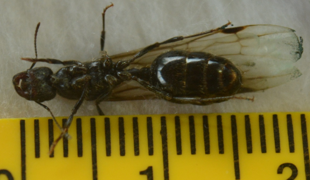 Reina 16mm