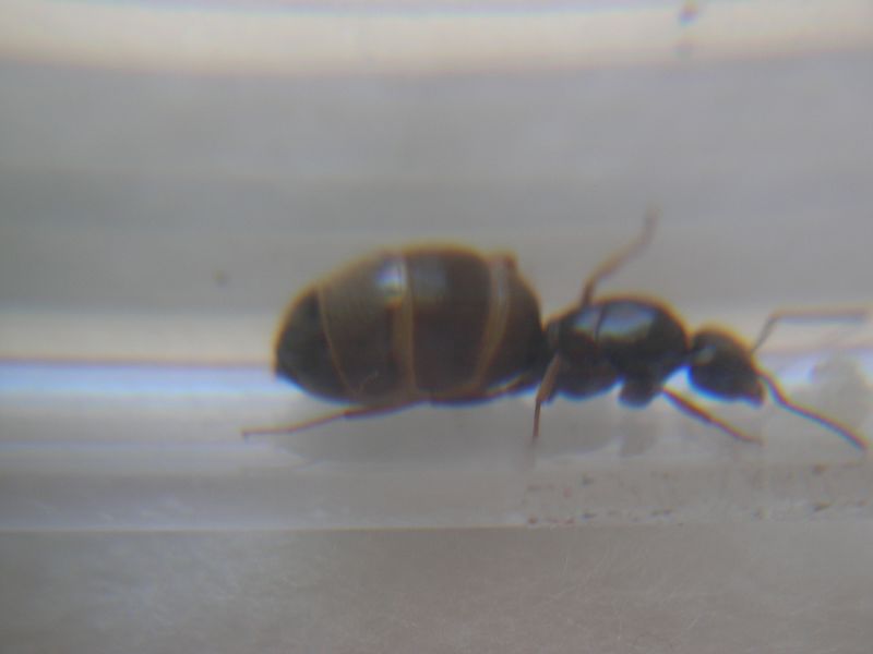 ForrestReina1