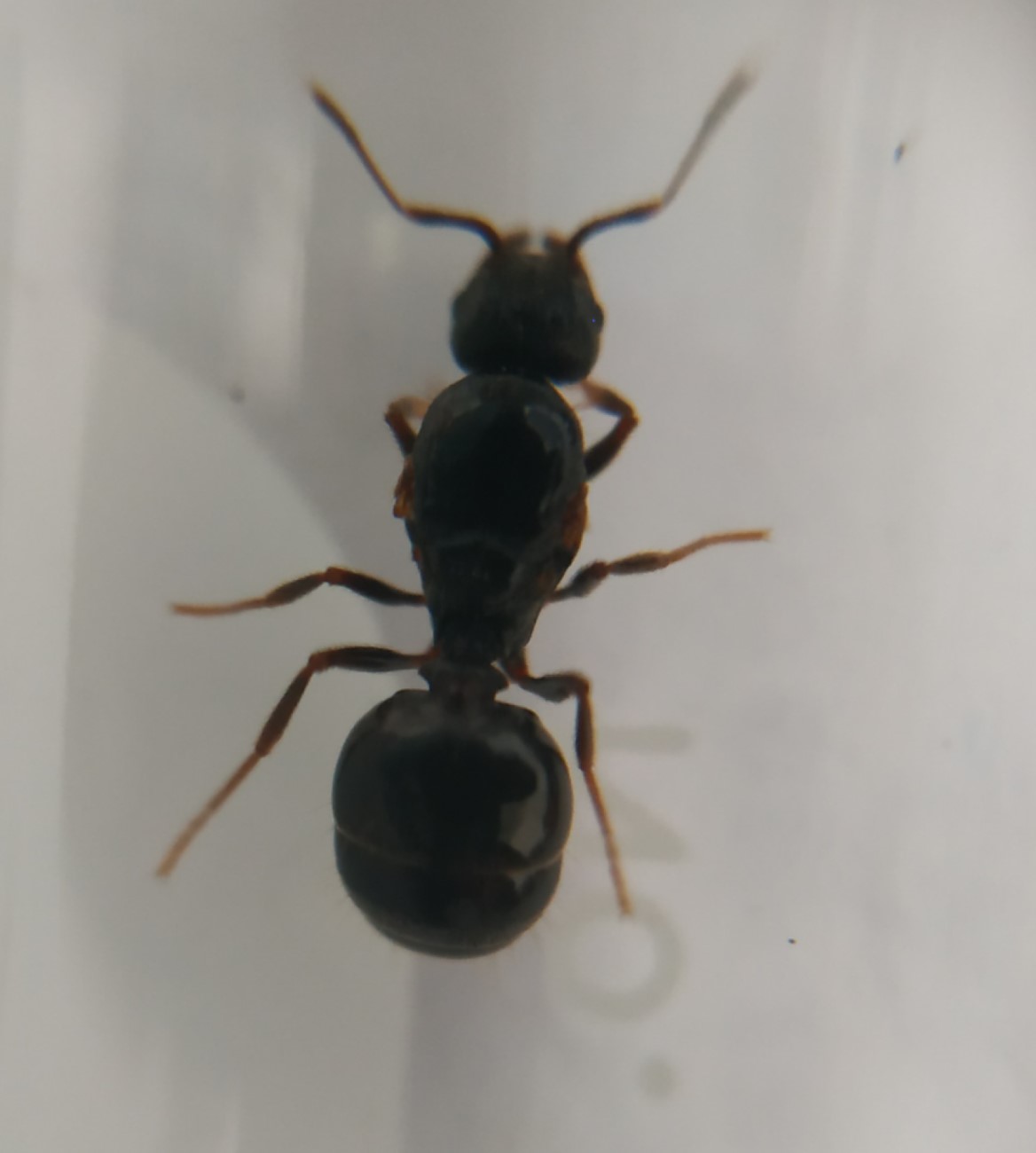 Reina sin identificar