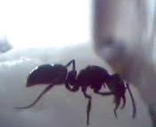 reina desconocida