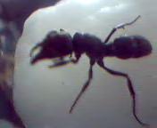 reina desconocida