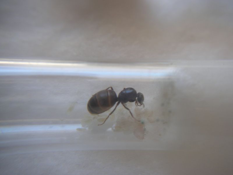 Reina 3 Lasius Forrest