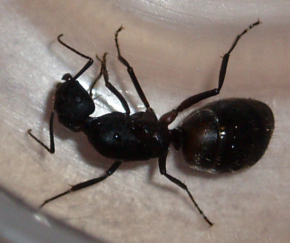 Reina Camponotus-1