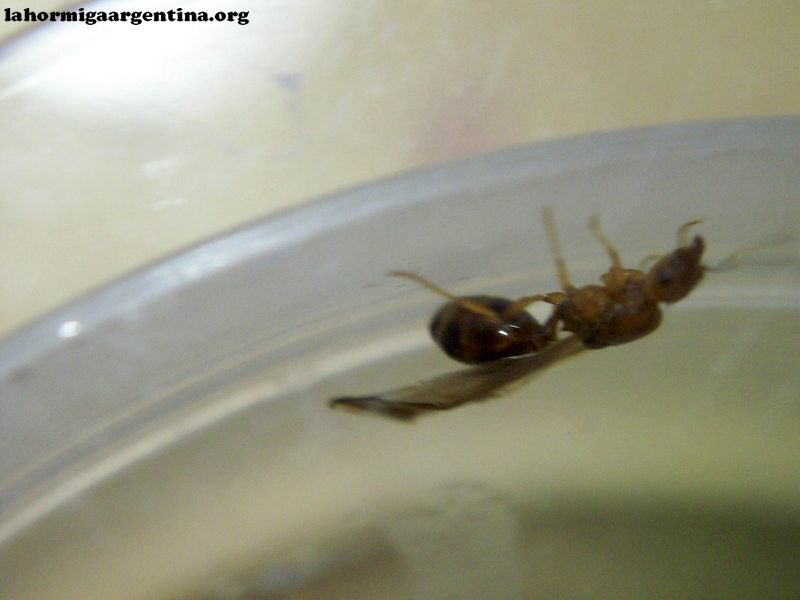 Reina Pheidole_x1