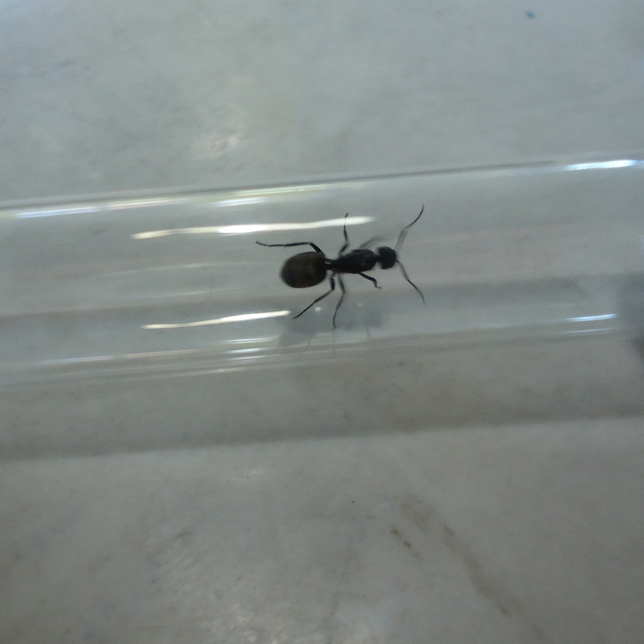 Camponotus