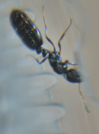 Reina desconocida 3