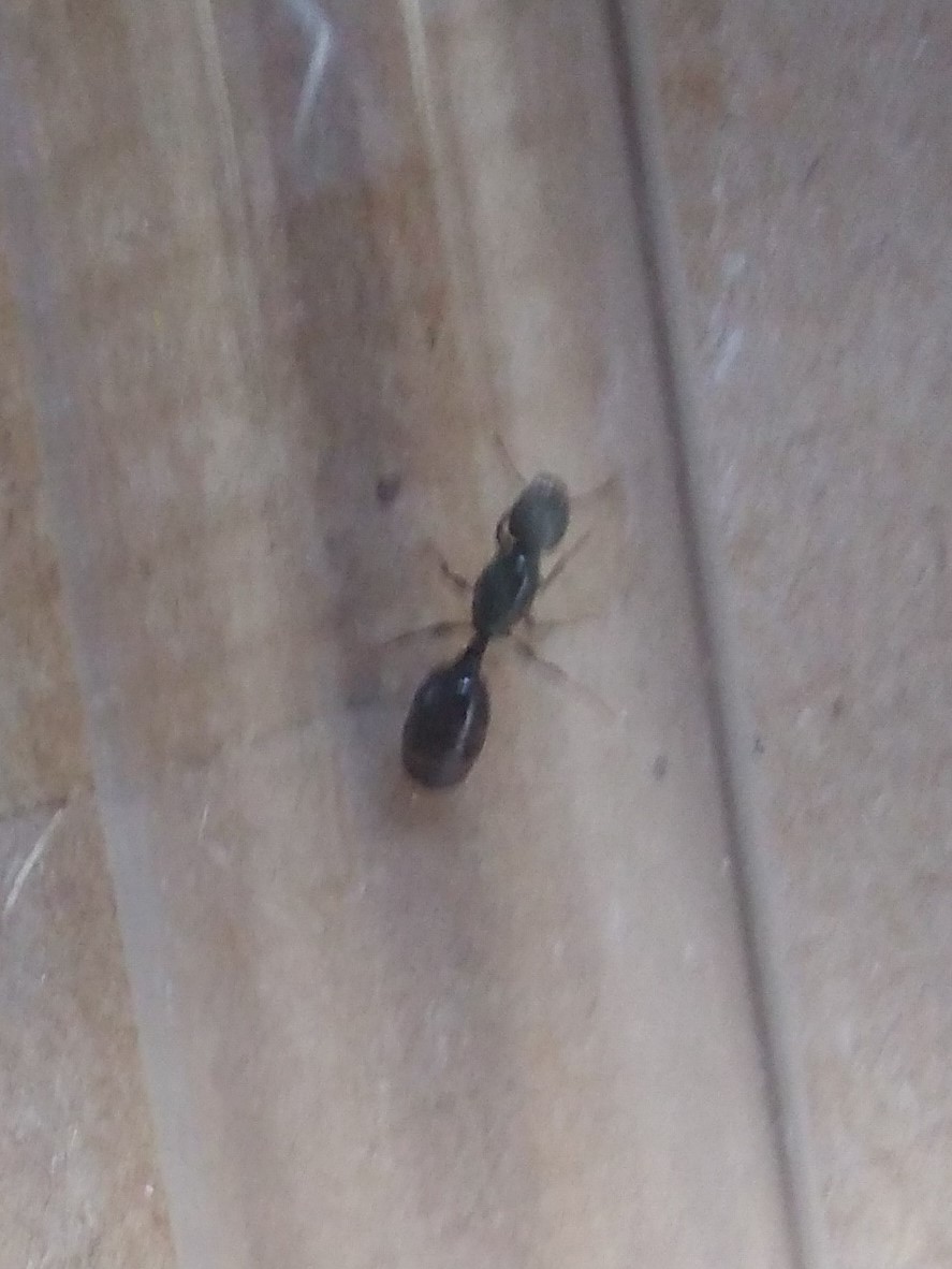 Pheidole?