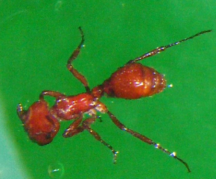 Hormiga obrera M�xicana