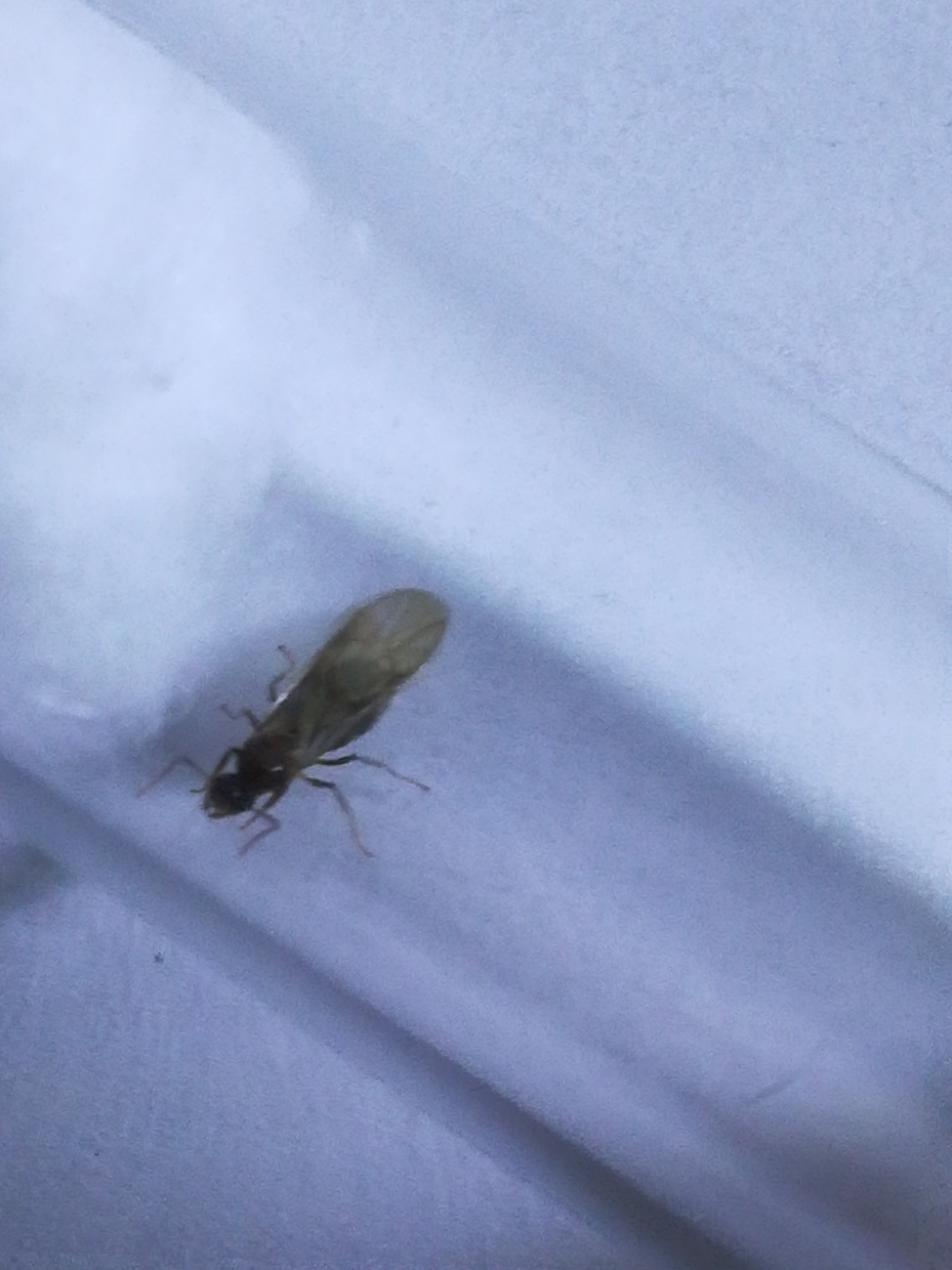 Hormiga sin indentificar