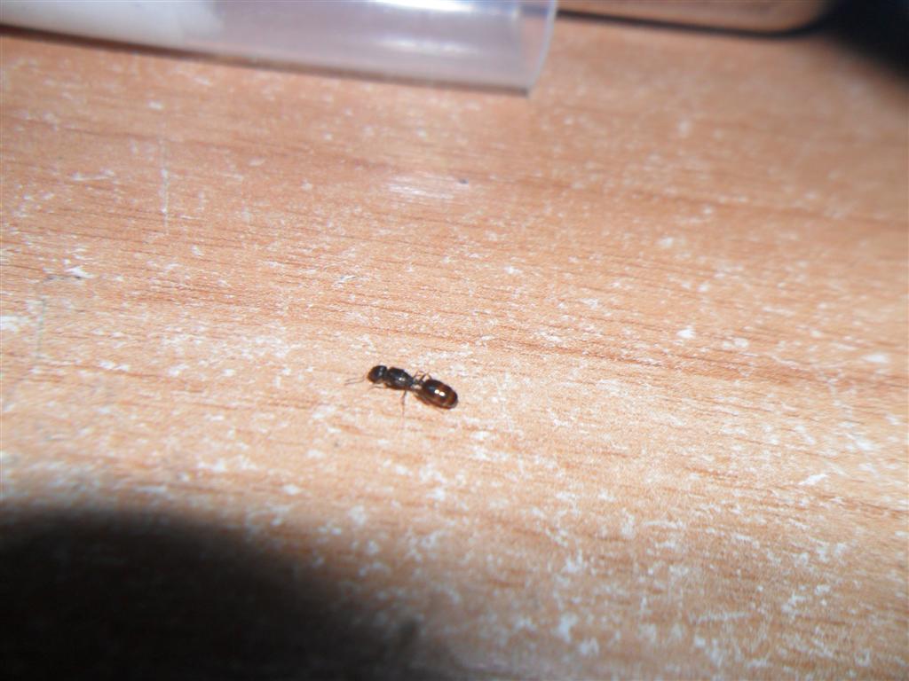 identificar 3