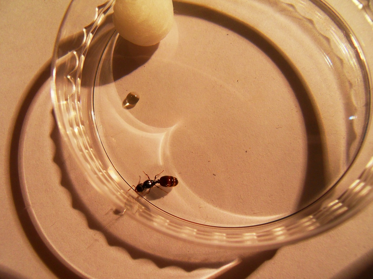 Solenopsis2?
