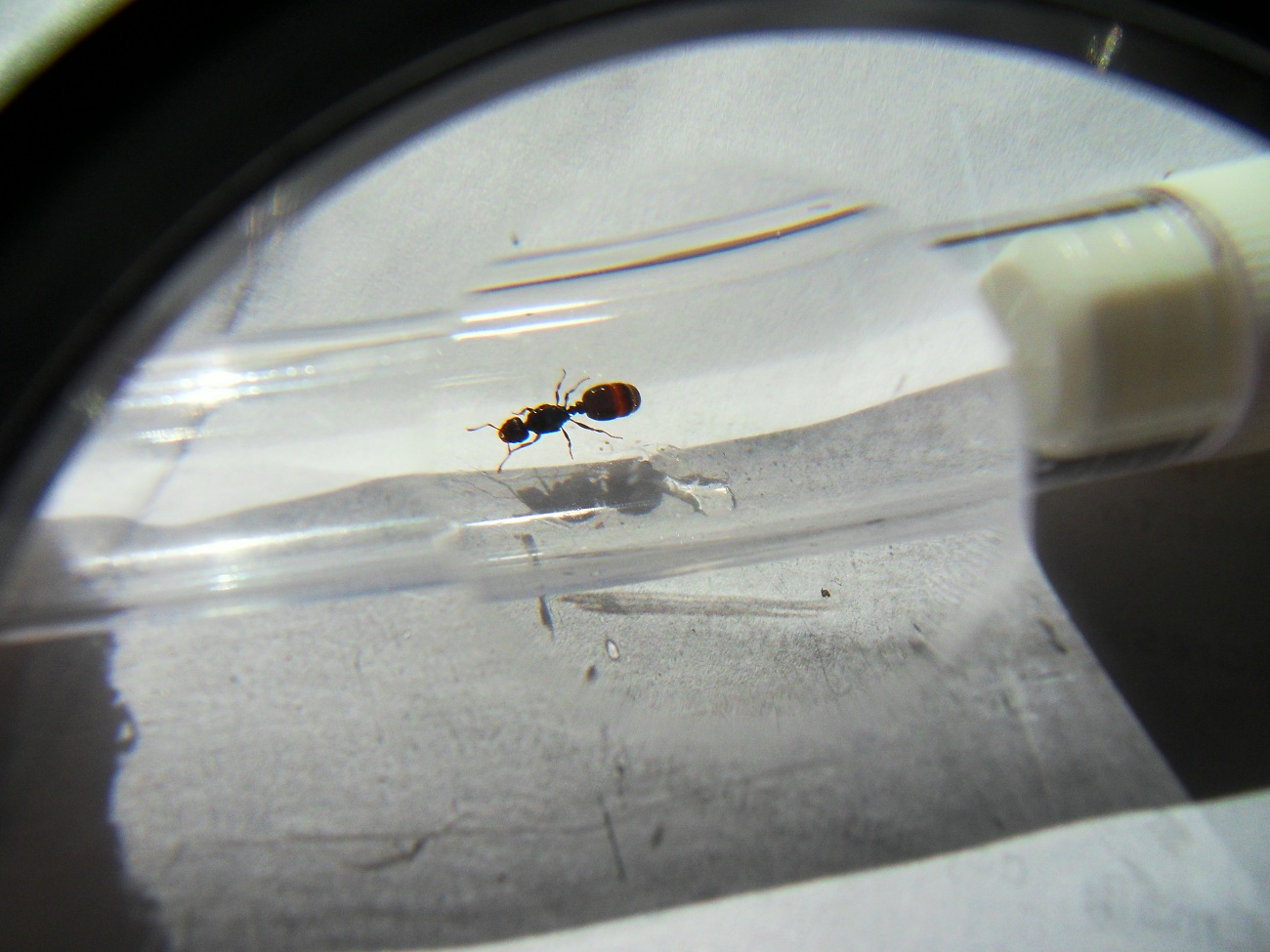 Tetramorium