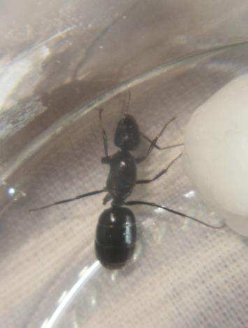 sinIdenMuerta