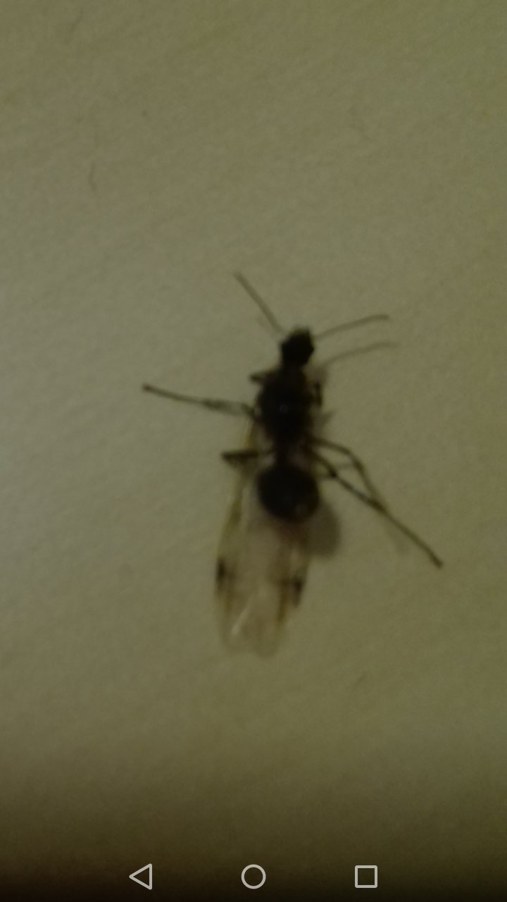 Macho o reina?