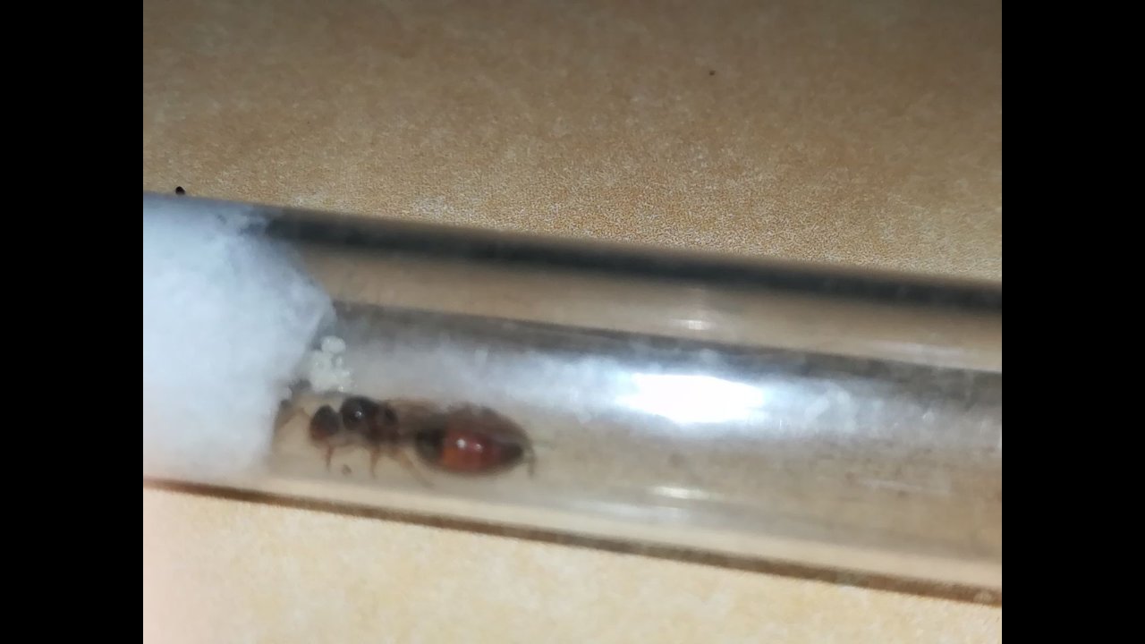 Camponotus? X2