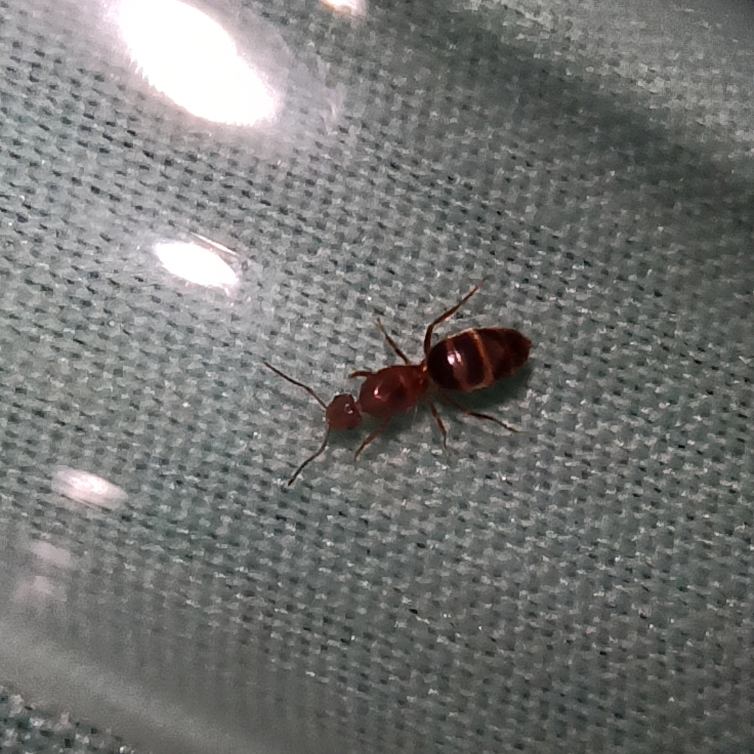 Ayuda a identificar