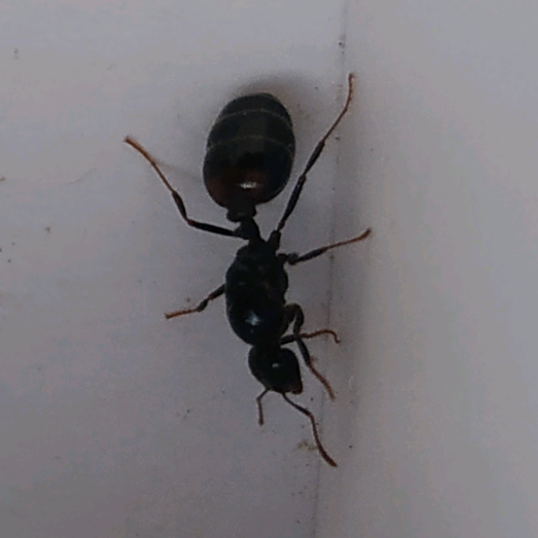 Ayuda identificar
