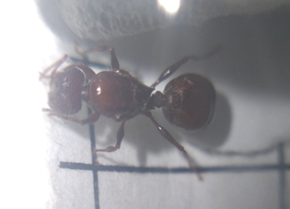 Posible pheidole 1/6/24 (c)