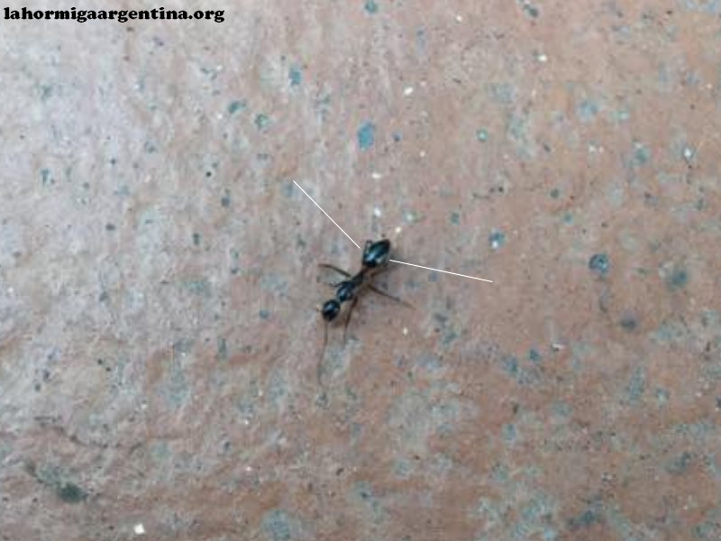 C. sexguttatus?