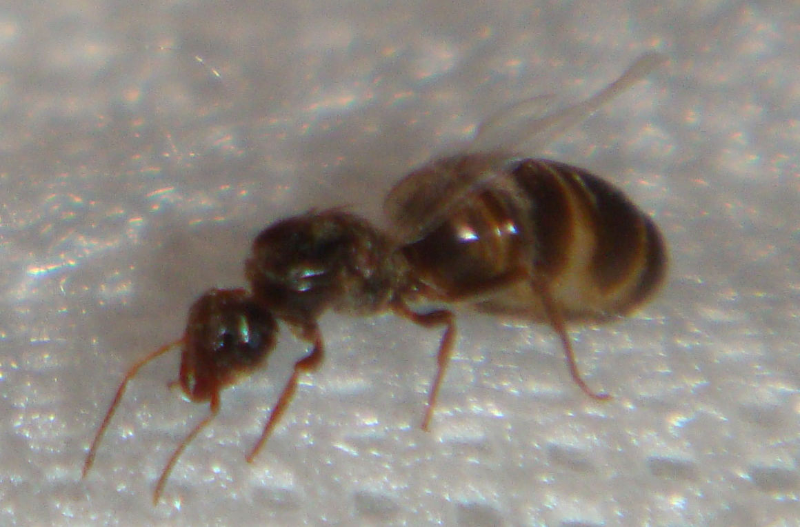 Solenopsis?