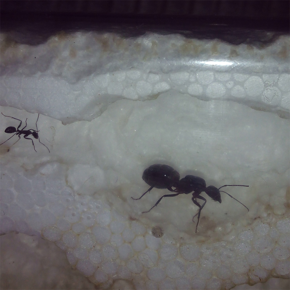 Identificar reina y Obrera