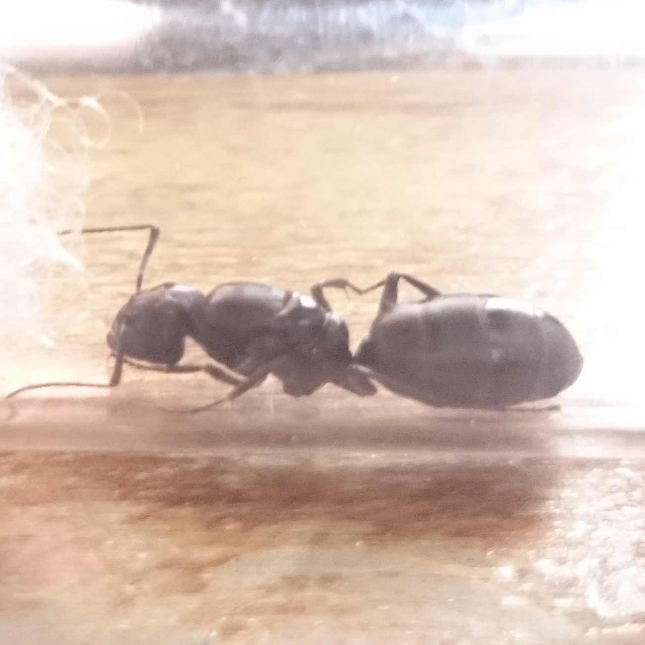 Reina Camponotus